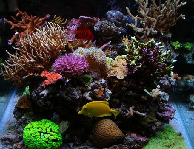 corals inverts - macrodactyla doreensis - long tentacle anemone, purple stocking in 55 gallons tank - 55 gallon cube, mixed reef corals inverts - macrodactyla doreensis - long tentacle anemone, purple stocking in 55 gallons tank - 55 gallon cube, mixed reef