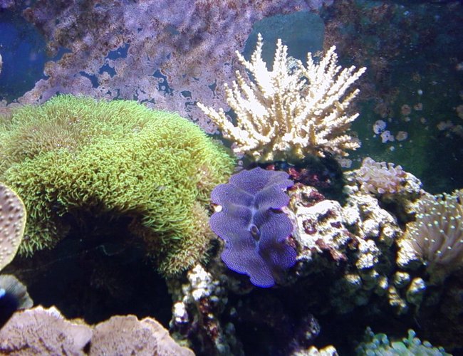 corals inverts - tridacna crocea - crocea clam, second grade stocking in 75 gallons tank - whitestar polyps and clam corals inverts - tridacna crocea - crocea clam, second grade stocking in 75 gallons tank - whitestar polyps and clam