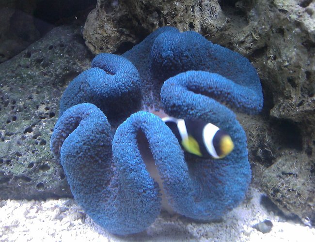 corals inverts - stichodactyla haddoni - haddon's carpet anemone, blue stocking in 55 gallons tank - Negro Clownfish & Blue Carpet Anemone corals inverts - stichodactyla haddoni - haddon's carpet anemone, blue stocking in 55 gallons tank - Negro Clownfish & Blue Carpet Anemone