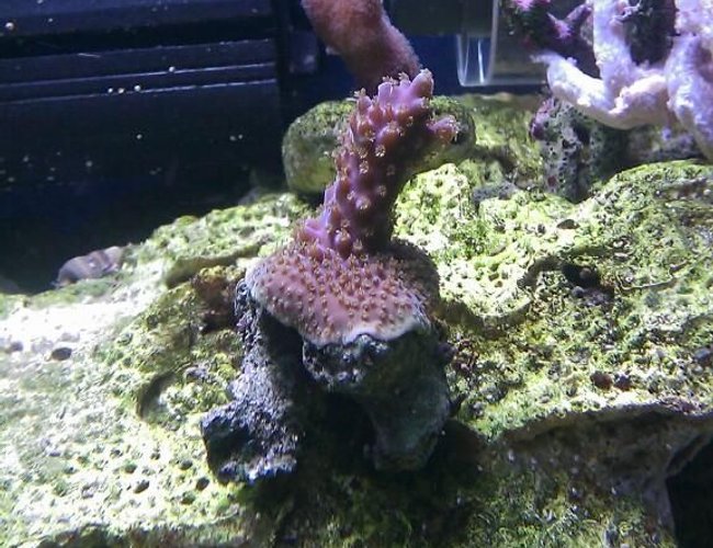 corals inverts - acropora sp. stocking in 55 gallons tank - Purple & Green Acro corals inverts - acropora sp. stocking in 55 gallons tank - Purple & Green Acro