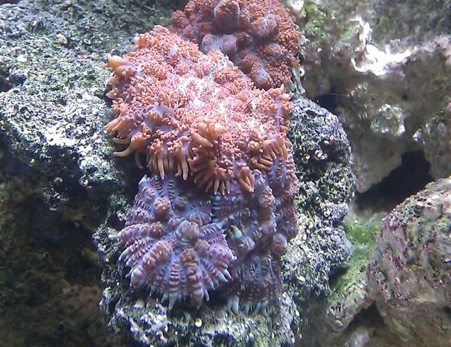 corals inverts - rhodactis inchoata - bullseye mushroom stocking in 55 gallons tank - Red & Blue Bullseye Mushrooms corals inverts - rhodactis inchoata - bullseye mushroom stocking in 55 gallons tank - Red & Blue Bullseye Mushrooms