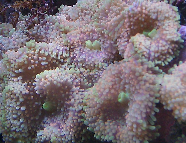 corals inverts - ricordea florida - ricordea mushroom, gold/orange (caribbean) stocking in 55 gallons tank - Yellow/Orange RIcordea corals inverts - ricordea florida - ricordea mushroom, gold/orange (caribbean) stocking in 55 gallons tank - Yellow/Orange RIcordea