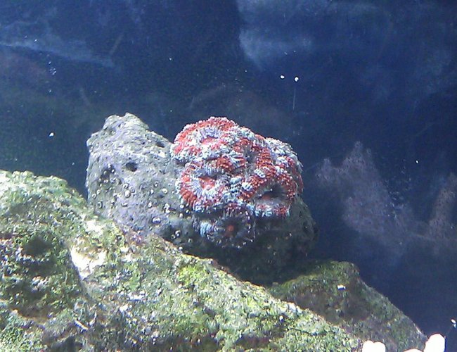 corals inverts - acanthastrea lordhowensis - aussie acan lord coral stocking in 55 gallons tank - Acan corals inverts - acanthastrea lordhowensis - aussie acan lord coral stocking in 55 gallons tank - Acan