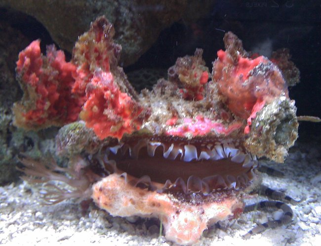 corals inverts - spondylus - spiny oyster stocking in 55 gallons tank - Spiney Oyster Open corals inverts - spondylus - spiny oyster stocking in 55 gallons tank - Spiney Oyster Open