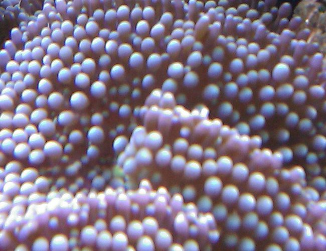 corals inverts - ricordea florida - ricordea mushroom, blue/green (caribbean) stocking in 55 gallons tank - Blue Ricordea corals inverts - ricordea florida - ricordea mushroom, blue/green (caribbean) stocking in 55 gallons tank - Blue Ricordea