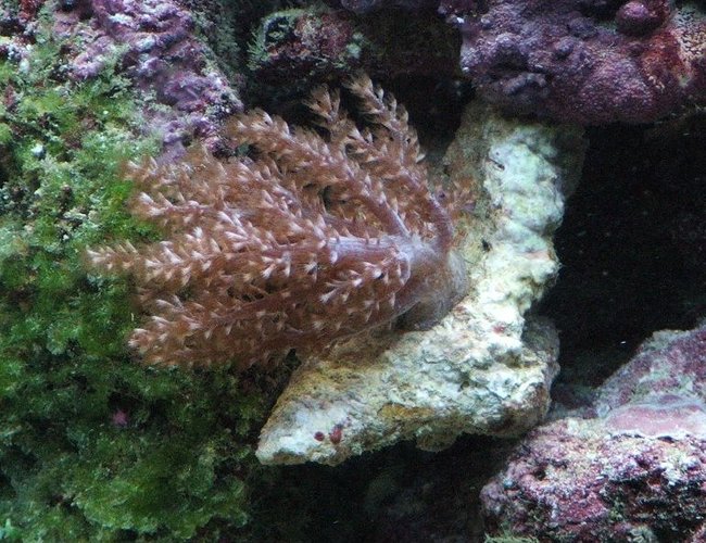 corals inverts - capnella sp. - kenya tree coral stocking in 58 gallons tank - Kenyi Tree corals inverts - capnella sp. - kenya tree coral stocking in 58 gallons tank - Kenyi Tree