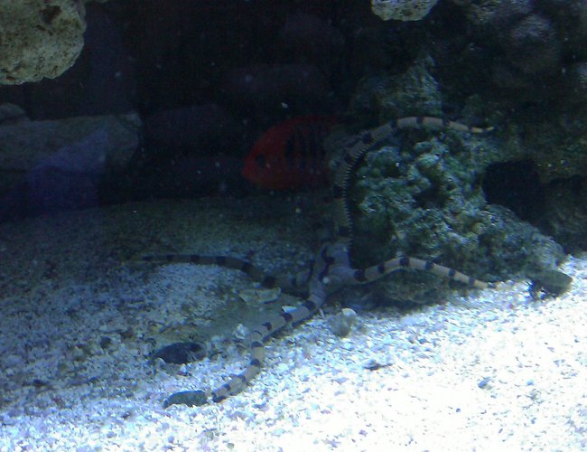 corals inverts - ophiolepsis superba - serpent sea star, fancy tiger striped stocking in 55 gallons tank - Serpent Star corals inverts - ophiolepsis superba - serpent sea star, fancy tiger striped stocking in 55 gallons tank - Serpent Star