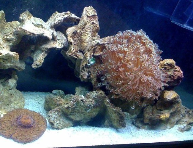 corals inverts - alveopora sp. - alveopora coral stocking in 55 gallons tank - 333 corals inverts - alveopora sp. - alveopora coral stocking in 55 gallons tank - 333