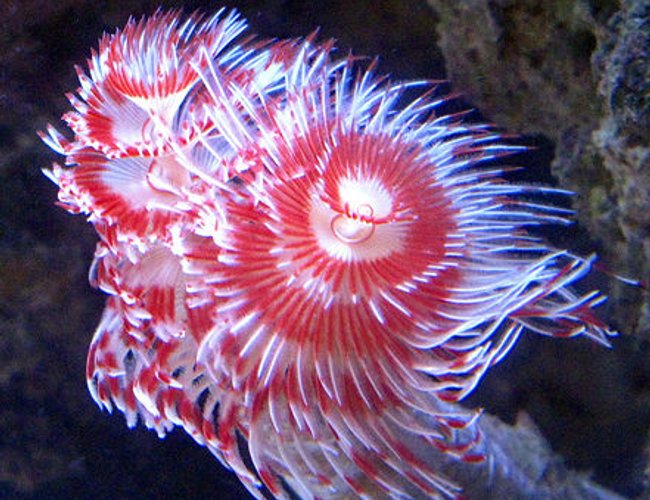 corals inverts - protula bispiralis - hard tube coco worm stocking in 44 gallons tank - Coco Worm corals inverts - protula bispiralis - hard tube coco worm stocking in 44 gallons tank - Coco Worm