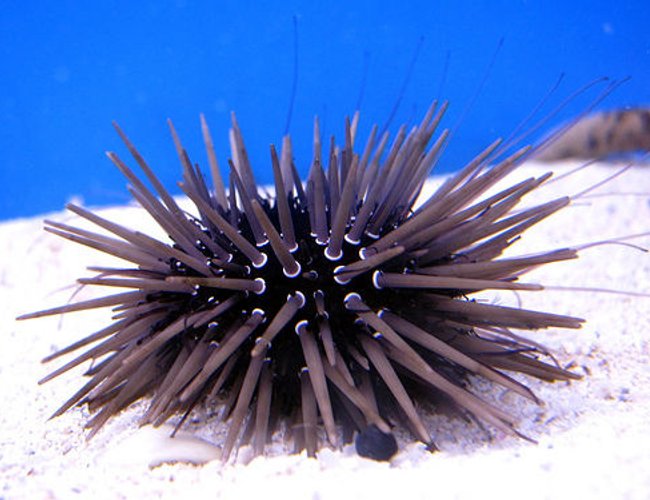 corals inverts - eucidaris tribuloides - pencil urchin stocking in 44 gallons tank - Urchin corals inverts - eucidaris tribuloides - pencil urchin stocking in 44 gallons tank - Urchin