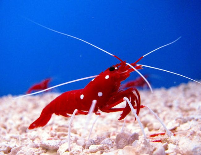 corals inverts - lysmata debelius - blood red fire shrimp stocking in 44 gallons tank - Fire Shrimp corals inverts - lysmata debelius - blood red fire shrimp stocking in 44 gallons tank - Fire Shrimp
