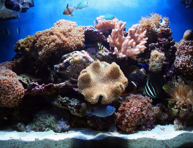 corals inverts - sarcophyton sp. - toadstool mushroom leather coral stocking in 75 gallons tank - Full tank shot corals inverts - sarcophyton sp. - toadstool mushroom leather coral stocking in 75 gallons tank - Full tank shot
