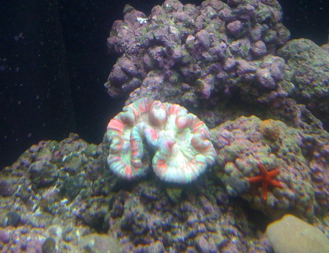 corals inverts - trachyphyllia radiata - brain coral, wellsophyllia stocking in 156 gallons tank - wellsophyllia corals inverts - trachyphyllia radiata - brain coral, wellsophyllia stocking in 156 gallons tank - wellsophyllia