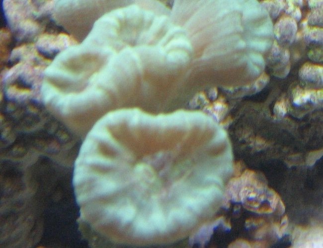 corals inverts - caulastrea furcata - candy cane coral stocking in 14 gallons tank - green candy cane coral corals inverts - caulastrea furcata - candy cane coral stocking in 14 gallons tank - green candy cane coral