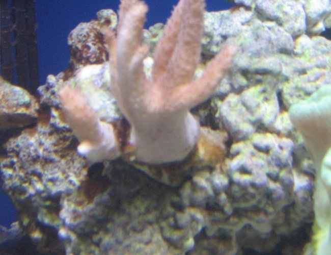 corals inverts - sinularia sp. - finger leather coral stocking in 14 gallons tank - pink finger leather coral corals inverts - sinularia sp. - finger leather coral stocking in 14 gallons tank - pink finger leather coral