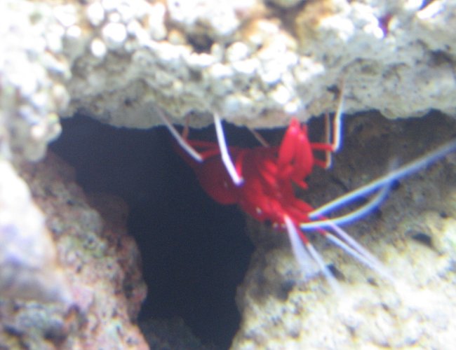 corals inverts - lysmata debelius - blood red fire shrimp stocking in 14 gallons tank - blood red fire shrimp corals inverts - lysmata debelius - blood red fire shrimp stocking in 14 gallons tank - blood red fire shrimp