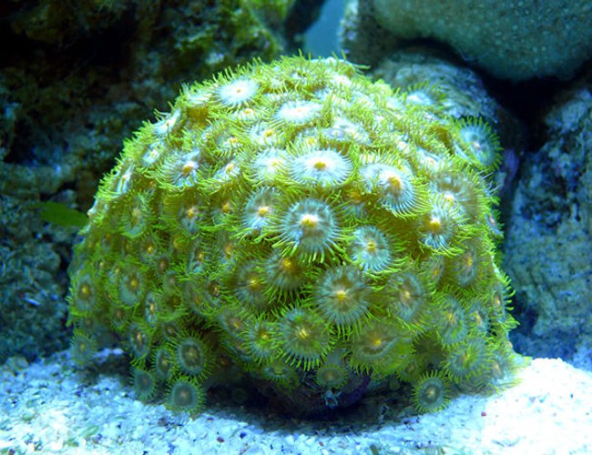 corals inverts - zoanthus sp. - colony polyp stocking in 30 gallons tank - Green Button Polyps (Zoanthus sp.) corals inverts - zoanthus sp. - colony polyp stocking in 30 gallons tank - Green Button Polyps (Zoanthus sp.)
