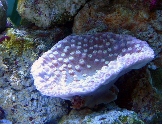 corals inverts - turbinaria peltata - cup coral, pagoda stocking in 30 gallons tank - Pagoda Coral (Turbinaria peltata) corals inverts - turbinaria peltata - cup coral, pagoda stocking in 30 gallons tank - Pagoda Coral (Turbinaria peltata)