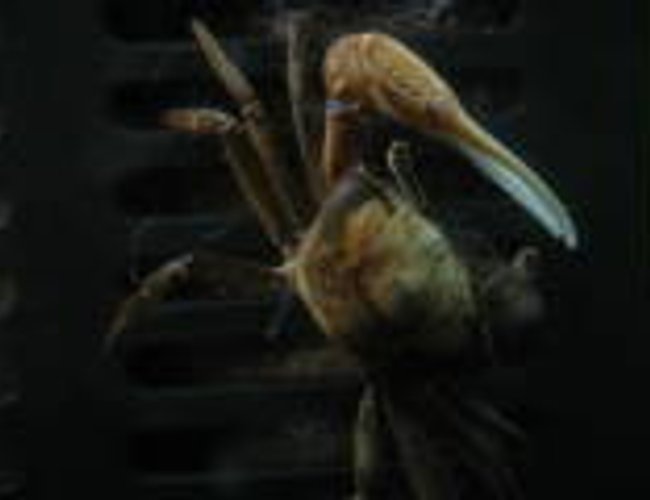corals inverts - uca pugnax - fiddler crab stocking in 55 gallons tank - male fiddler crab corals inverts - uca pugnax - fiddler crab stocking in 55 gallons tank - male fiddler crab