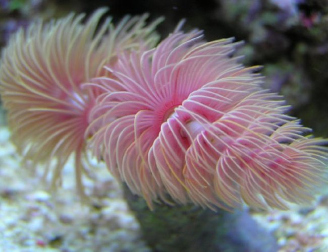 corals inverts - protula bispiralis - hard tube coco worm - My 9 Month Old Coco-Worm
85g (uk) Bow Front Tank, 4x54 T5 Luminare / Deltec Aqua+ Tubes, Deltec MCE600 Skimmer, Eheim Pro 3 Ex-Filter, TMC UV15, Tunze 6060 / Maxi-Jet 1200 PH Combo, Auto Top-Up, 3 Stage 6" DSB, Hydor ETH 300 heater. corals inverts - protula bispiralis - hard tube coco worm - My 9 Month Old Coco-Worm
85g (uk) Bow Front Tank, 4x54 T5 Luminare / Deltec Aqua+ Tubes, Deltec MCE600 Skimmer, Eheim Pro 3 Ex-Filter, TMC UV15, Tunze 6060 / Maxi-Jet 1200 PH Combo, Auto Top-Up, 3 Stage 6" DSB, Hydor ETH 300 heater.