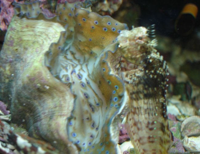 corals inverts - tridacna derasa - derasa clam stocking in 55 gallons tank - Gigas clam and a lawmower blenny corals inverts - tridacna derasa - derasa clam stocking in 55 gallons tank - Gigas clam and a lawmower blenny