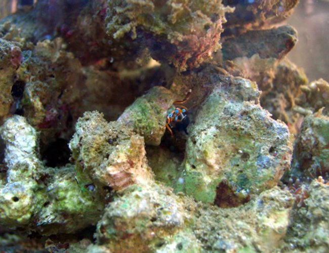 corals inverts - calcinus elegans - electric blue hermit crab stocking in 2 gallons tank - One of my hermits, thought it was quite a good pic! corals inverts - calcinus elegans - electric blue hermit crab stocking in 2 gallons tank - One of my hermits, thought it was quite a good pic!