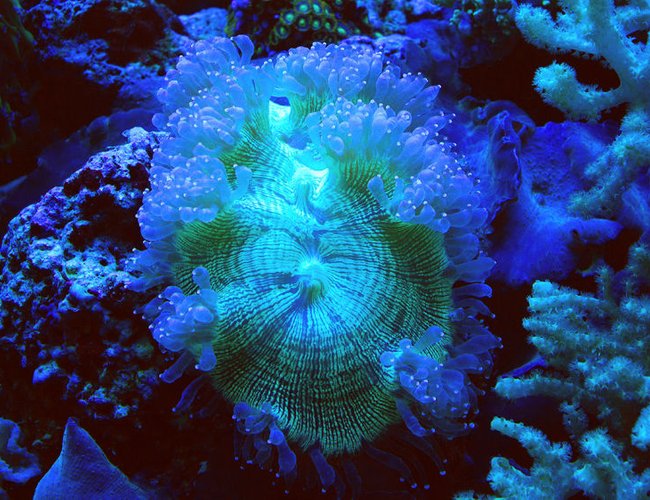 corals inverts - catalaphyllia jardinei - elegance coral stocking in 125 gallons tank - Elegance coral under actinics corals inverts - catalaphyllia jardinei - elegance coral stocking in 125 gallons tank - Elegance coral under actinics