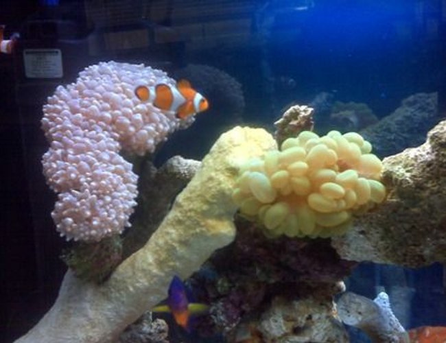 corals inverts - physogyra sp. - bubble coral stocking in 40 gallons tank - bubble coral & nemo =) corals inverts - physogyra sp. - bubble coral stocking in 40 gallons tank - bubble coral & nemo =)