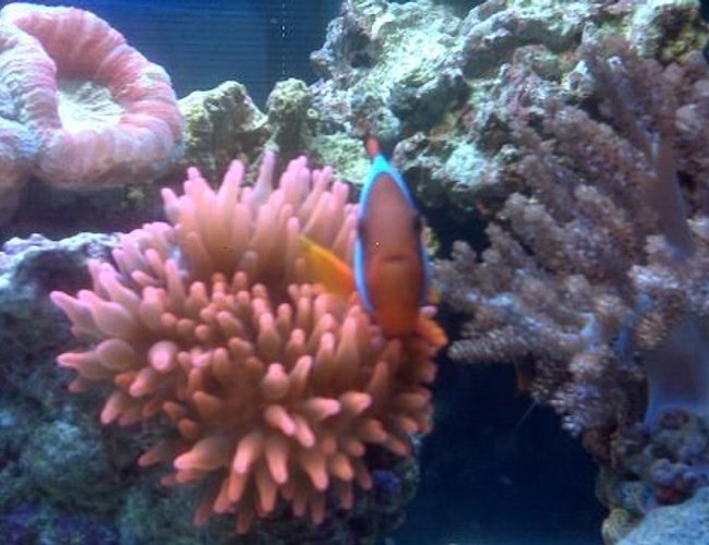 corals inverts - entacmaea quadricolor - rose bulb anemone stocking in 40 gallons tank - clown fish corals inverts - entacmaea quadricolor - rose bulb anemone stocking in 40 gallons tank - clown fish