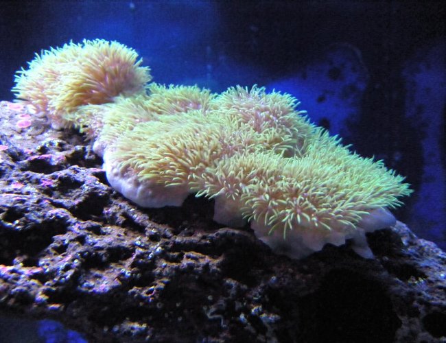 corals inverts - briareum sp. - starburst polyp stocking in 28 gallons tank - Green Star Polyp corals inverts - briareum sp. - starburst polyp stocking in 28 gallons tank - Green Star Polyp