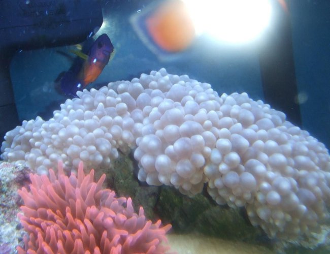 corals inverts - entacmaea quadricolor - rose bulb anemone stocking in 40 gallons tank - BUBBLE CORAL corals inverts - entacmaea quadricolor - rose bulb anemone stocking in 40 gallons tank - BUBBLE CORAL