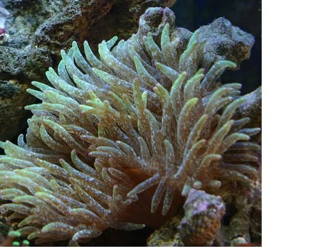 corals inverts - entacmaea quadricolor - bulb anemone stocking in 60 gallons tank - Speckled Green Bubble Tip Anenome corals inverts - entacmaea quadricolor - bulb anemone stocking in 60 gallons tank - Speckled Green Bubble Tip Anenome