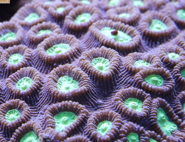 corals inverts - favites sp. - prism favia stocking in 65 gallons tank - Coral Scape corals inverts - favites sp. - prism favia stocking in 65 gallons tank - Coral Scape