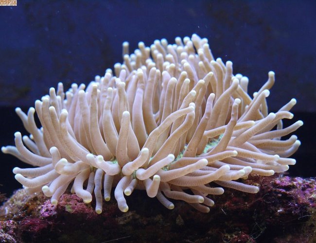 corals inverts - heteractis magnifica - ritteri anemone stocking in 65 gallons tank - Johnny Fingers corals inverts - heteractis magnifica - ritteri anemone stocking in 65 gallons tank - Johnny Fingers