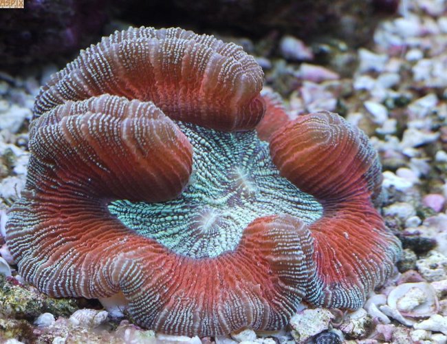corals inverts - trachyphyllia geoffroyi - open brain coral stocking in 65 gallons tank - The Mitt corals inverts - trachyphyllia geoffroyi - open brain coral stocking in 65 gallons tank - The Mitt