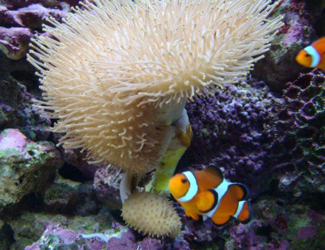 corals inverts - sarcophyton sp. - green polyp leather stocking in 46 gallons tank - Clownfish by their mushroom corals inverts - sarcophyton sp. - green polyp leather stocking in 46 gallons tank - Clownfish by their mushroom