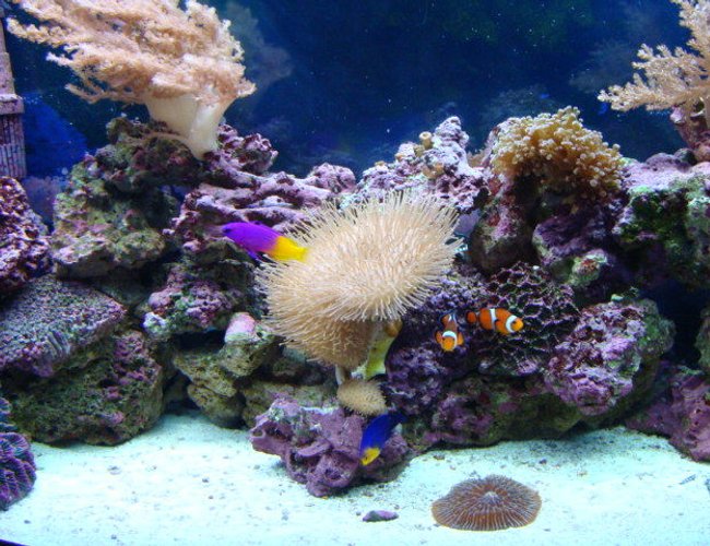 corals inverts - sarcophyton sp. - toadstool mushroom leather coral stocking in 46 gallons tank - Full View corals inverts - sarcophyton sp. - toadstool mushroom leather coral stocking in 46 gallons tank - Full View