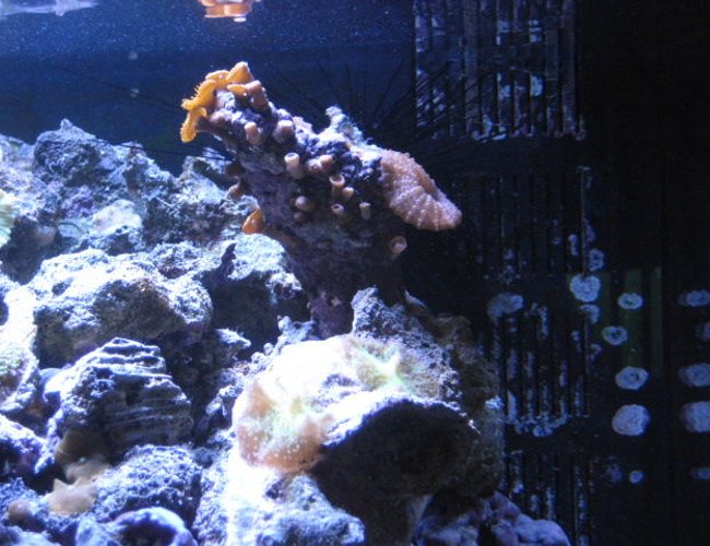 corals inverts - protopalythoa sp. - button polyp stocking in 24 gallons tank - button polyps with sea urchin in the background corals inverts - protopalythoa sp. - button polyp stocking in 24 gallons tank - button polyps with sea urchin in the background