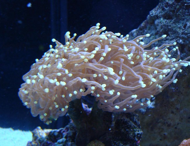 corals inverts - euphyllia glabrescens - torch coral stocking in 65 gallons tank - GREEN TIPPED PINK TORCH CORAL corals inverts - euphyllia glabrescens - torch coral stocking in 65 gallons tank - GREEN TIPPED PINK TORCH CORAL