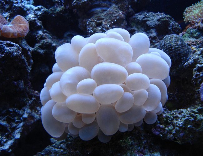 corals inverts - plerogyra sinuosa - bubble coral, white stocking in 65 gallons tank - WHITE BUBBLE CORAL corals inverts - plerogyra sinuosa - bubble coral, white stocking in 65 gallons tank - WHITE BUBBLE CORAL