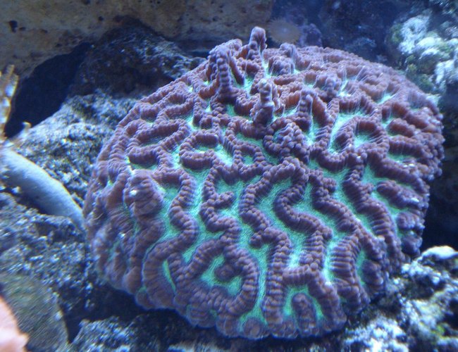 corals inverts - platygyra sp. - brain worm platygyra coral stocking in 65 gallons tank - BRAIN WORM PLATYGYRA CORAL corals inverts - platygyra sp. - brain worm platygyra coral stocking in 65 gallons tank - BRAIN WORM PLATYGYRA CORAL