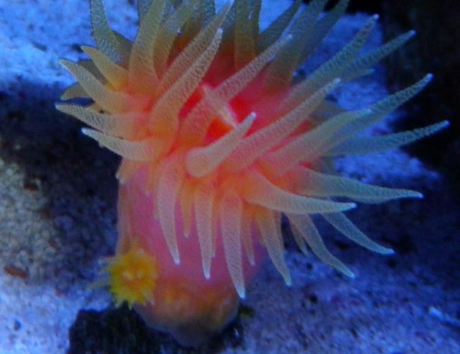 corals inverts - dendrophylliidae - dendrophyllia stocking in 60 gallons tank - Dendros corals inverts - dendrophylliidae - dendrophyllia stocking in 60 gallons tank - Dendros