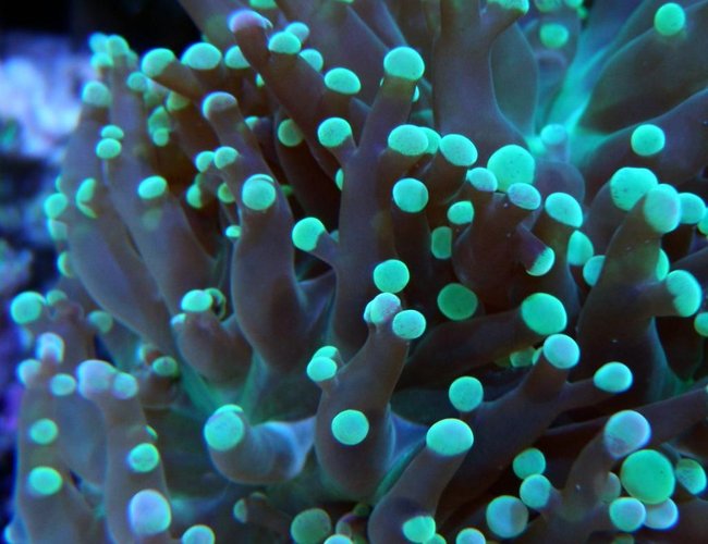 corals inverts - euphyllia paradivisa - frogspawn coral - branched stocking in 60 gallons tank - Frog Spawn corals inverts - euphyllia paradivisa - frogspawn coral - branched stocking in 60 gallons tank - Frog Spawn