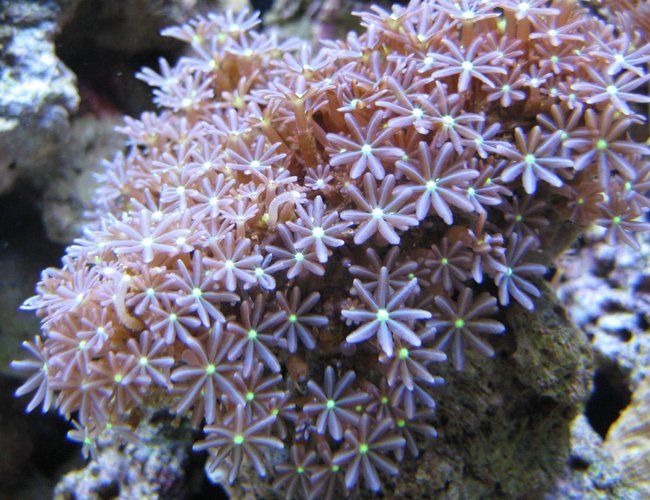 corals inverts - clavularia sp. - glove polyp stocking in 125 gallons tank - Daisy polyps in my 125 reef corals inverts - clavularia sp. - glove polyp stocking in 125 gallons tank - Daisy polyps in my 125 reef