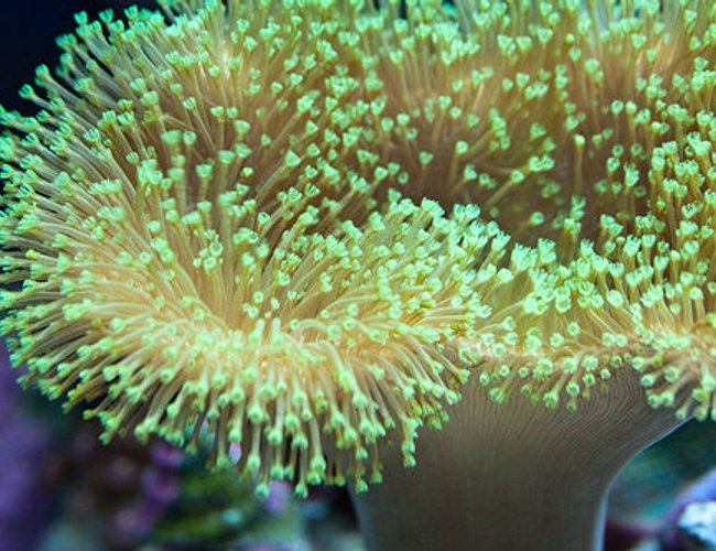 corals inverts - sarcophyton sp. - green polyp leather stocking in 37 gallons tank - Toadstool polyps corals inverts - sarcophyton sp. - green polyp leather stocking in 37 gallons tank - Toadstool polyps