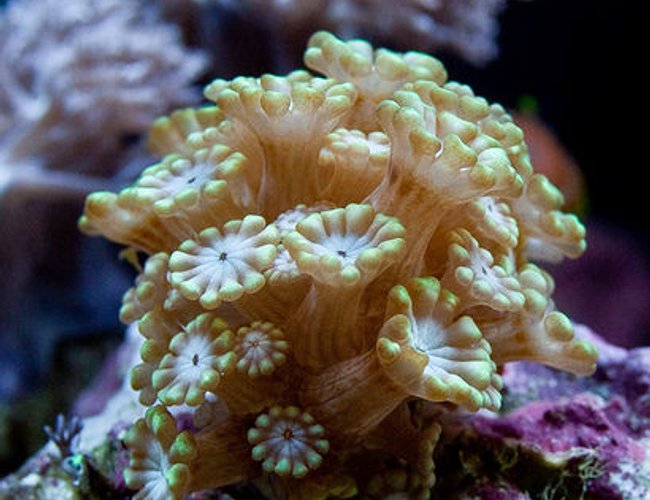 corals inverts - alveopora sp. - alveopora coral, branched stocking in 37 gallons tank - Alevepora corals inverts - alveopora sp. - alveopora coral, branched stocking in 37 gallons tank - Alevepora