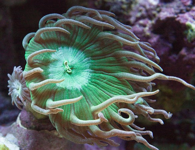 corals inverts - duncanopsammia axifuga - giant green polyp duncan stocking in 37 gallons tank - Duncan corals inverts - duncanopsammia axifuga - giant green polyp duncan stocking in 37 gallons tank - Duncan