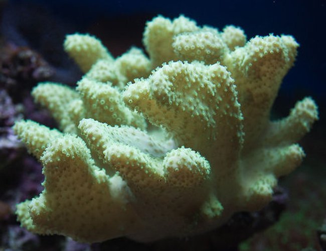 corals inverts - sinularia sp. - green finger leather coral stocking in 37 gallons tank - leather corals inverts - sinularia sp. - green finger leather coral stocking in 37 gallons tank - leather