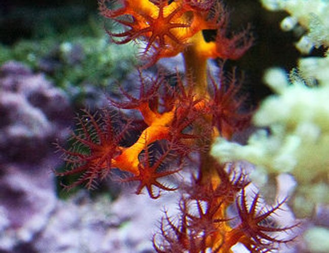corals inverts - swiftia exserta - orange tree gorgonian stocking in 37 gallons tank - Red-Orange Gorgonian corals inverts - swiftia exserta - orange tree gorgonian stocking in 37 gallons tank - Red-Orange Gorgonian