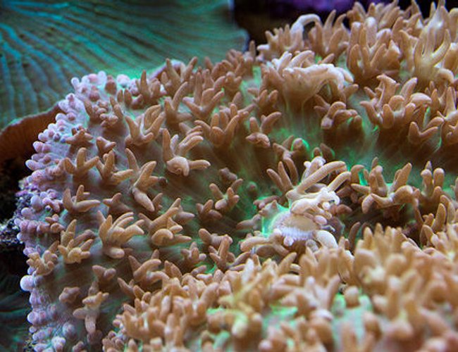 corals inverts - rhodactis indosinensis - hairy mushroom stocking in 37 gallons tank - Rhodactis indosinensis corals inverts - rhodactis indosinensis - hairy mushroom stocking in 37 gallons tank - Rhodactis indosinensis